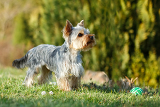 1049410 cute small yorkshire terrier is running on a green lawn outdoor no people with small ball 160