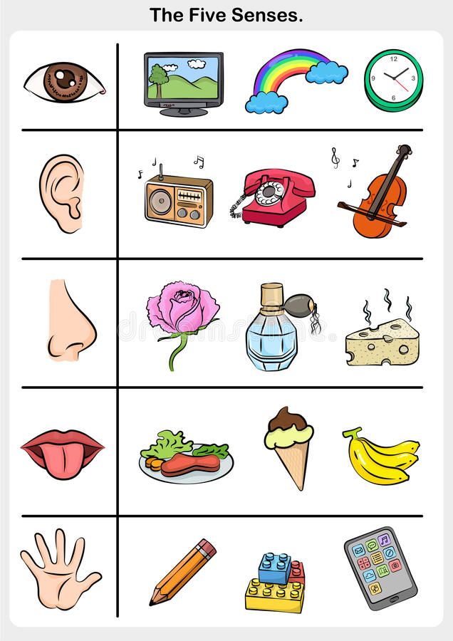 Five Senses Touch Taste Hearing Sight Smell Stock Vector Illustration of senses smell 95091338