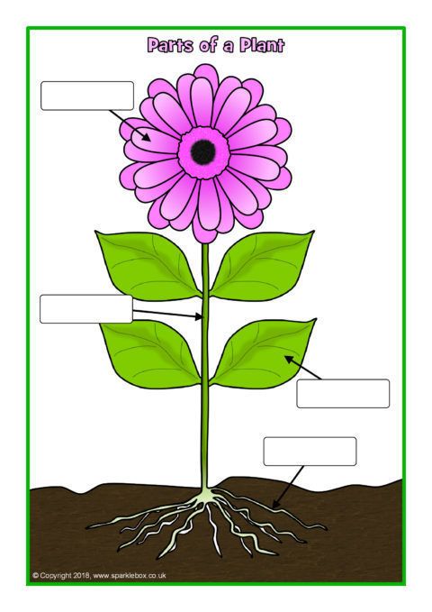 Simple Parts of a Plant Poster Worksheet SB12379