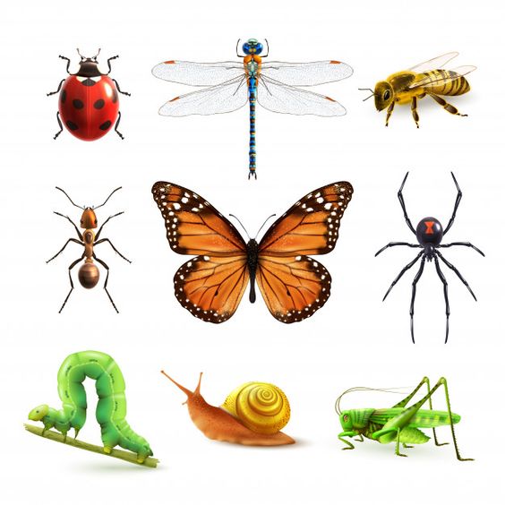 Hmyz druhy