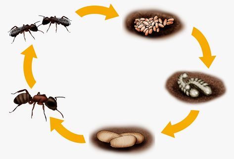 vývoj mravence