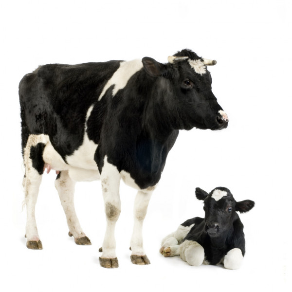 depositphotos 10865165 stock photo cow and her calf